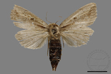 ǦW:Sesamia sp.