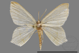 ǦW:Geometrinae sp.