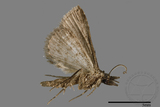 ǦW:Naarda sp.