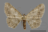 ǦW:Psilalcis breta rantaizana