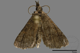 ǦW:Naarda sp.