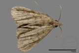 ǦW:Naarda sp.