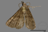 ǦW:Naarda sp.