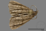 ǦW:Naarda sp.