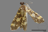 ǦW:Crambidae sp.