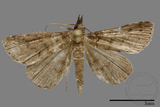 ǦW:Naarda sp.