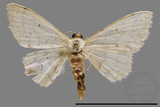 ǦW:Scopula sp.