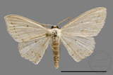 ǦW:Scopula sp.