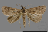 ǦW:Naarda sp.