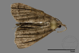 ǦW:Naarda sp.