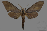 ǦW:Marumba cristata bukaiana