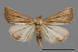 ǦW:Stenohypenya sp.