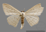 ǦW:Scopula sp.