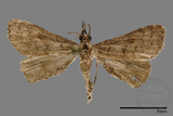 ǦW:Naarda sp.