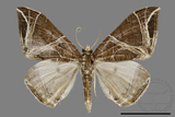 ǦW:Ecliptopera rectilinea kanshinensis