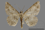 ǦW:Psilalcis breta rantaizana