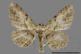 ǦW:Psilalcis breta rantaizana