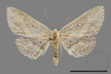 ǦW:Noctuidae sp.