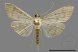 ǦW:Crambidae sp.