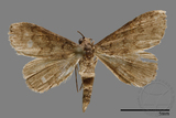 ǦW:Naarda sp.