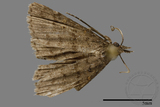 ǦW:Naarda sp.