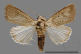 ǦW:Athetis sp.