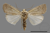 ǦW:Athetis sp.