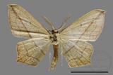 ǦW:Traminda sp.