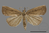 ǦW:Stenohypenya sp.