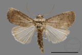 ǦW:Athetis sp.