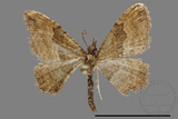 ǦW:Larentiinae sp.