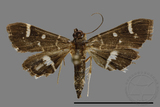 ǦW:Crambidae sp.