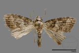 ǦW:Noctuidae sp.