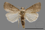 ǦW:Athetis sp.