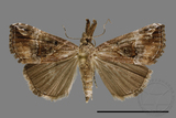 ǦW:Hypena sp.