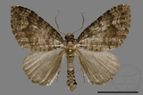 ǦW:Larentiinae sp.