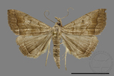 ǦW:Hipoepa biasalis