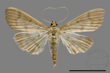 ǦW:Crambidae sp.