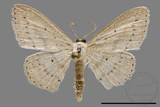 ǦW:Scopula sp.