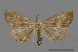 ǦW:Hipoepa biasalis