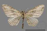 ǦW:Larentiinae sp.