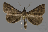 ǦW:Naarda sp.