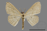 ǦW:Scopula sp.