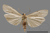 ǦW:Pelosia muscerda tetrasticta