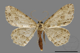 ǦW:Ectropis bhurmitra