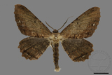 ǦW:Medasina creataria