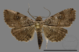 ǦW:Noctuidae sp.