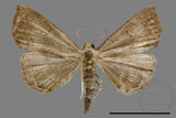 ǦW:Hipoepa biasalis