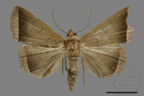 ǦW:Simplicia sp.