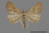 ǦW:Hipoepa biasalis